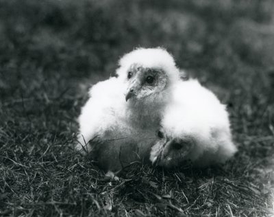 A pair of Barn Owl chicks at London Zoo by Frederick William Bond